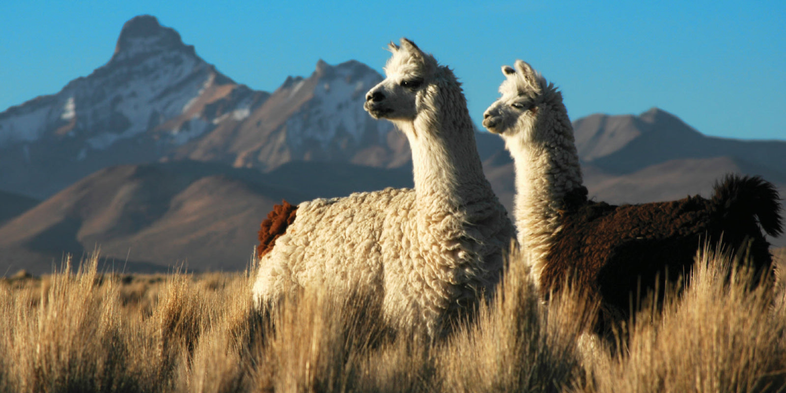 Alpaca wool – The 'fibre of the gods' - Introducing wonderful alpacas